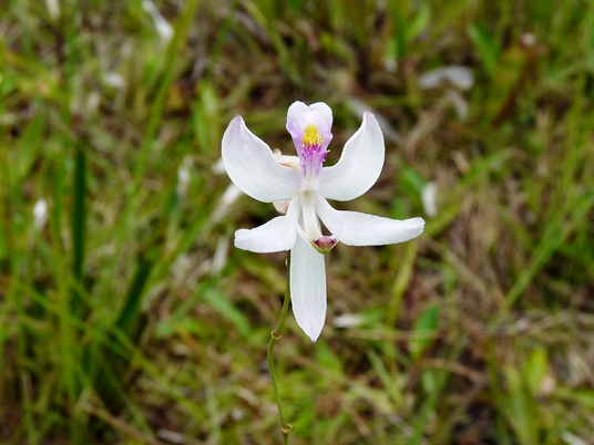 {Calopogon pallidus}